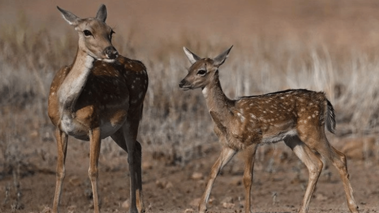 Foto - Bu türleri ilk kez duymuş olabilirsiniz! Türkiye'nin en değerli 34 hayvanı belli oldu