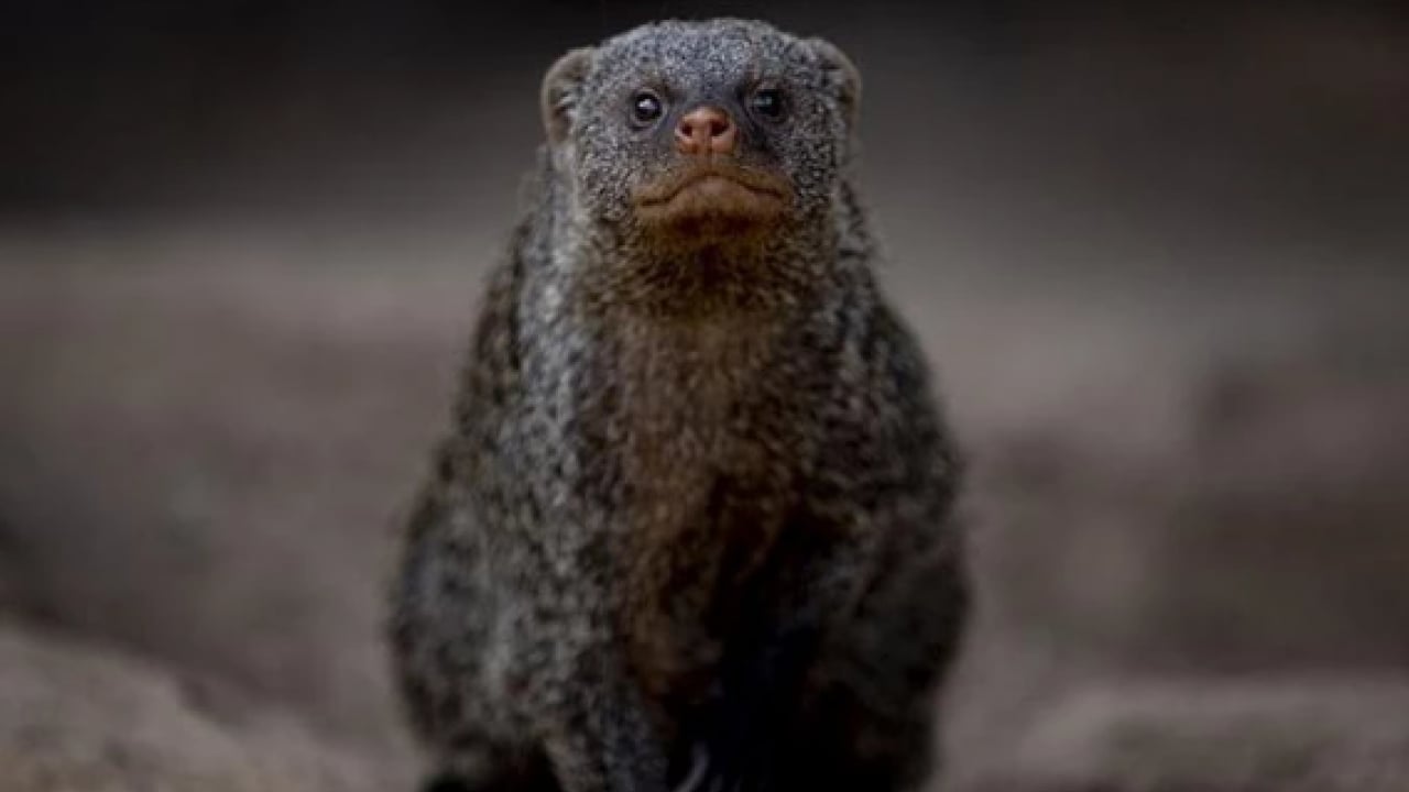 Foto - Bu türleri ilk kez duymuş olabilirsiniz! Türkiye'nin en değerli 34 hayvanı belli oldu