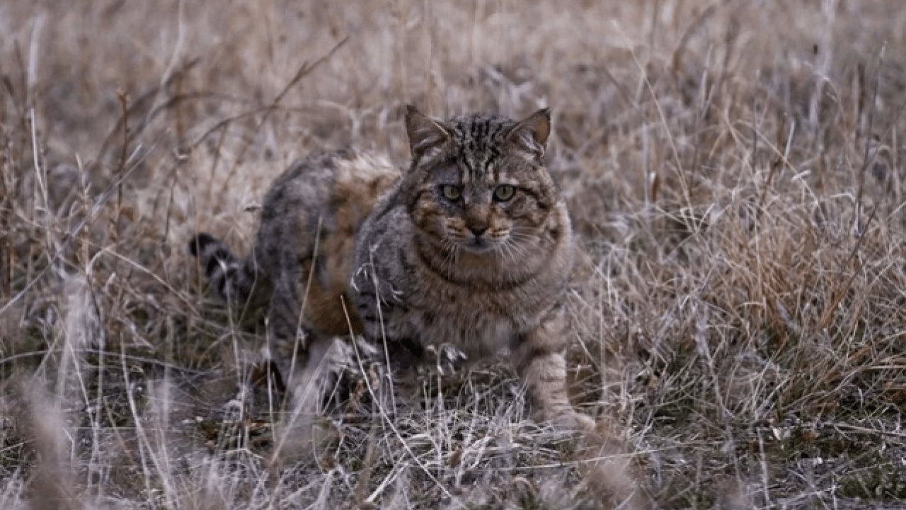 Foto - Bu türleri ilk kez duymuş olabilirsiniz! Türkiye'nin en değerli 34 hayvanı belli oldu