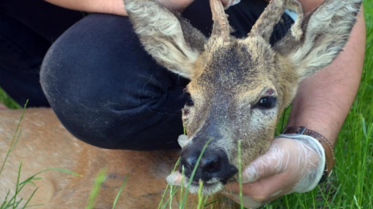 Foto - Bu türleri ilk kez duymuş olabilirsiniz! Türkiye'nin en değerli 34 hayvanı belli oldu