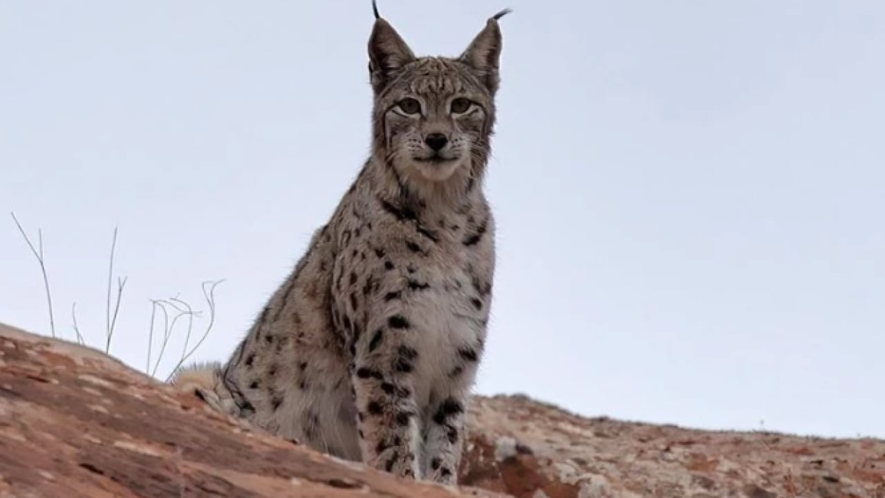Foto - Bu türleri ilk kez duymuş olabilirsiniz! Türkiye'nin en değerli 34 hayvanı belli oldu