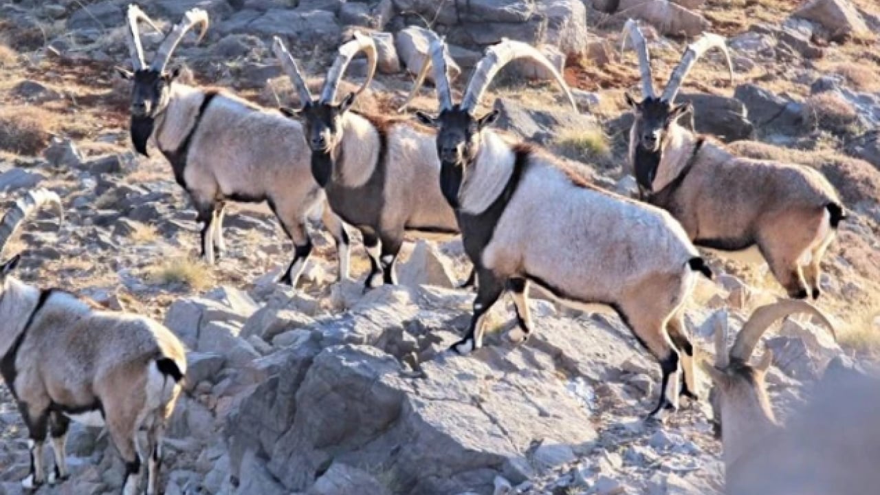 Foto - Bu türleri ilk kez duymuş olabilirsiniz! Türkiye'nin en değerli 34 hayvanı belli oldu