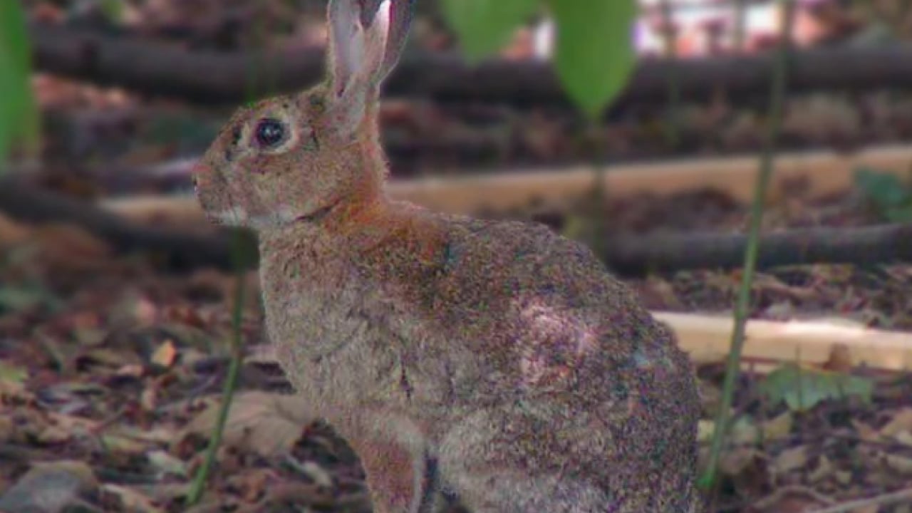 Foto - Bu türleri ilk kez duymuş olabilirsiniz! Türkiye'nin en değerli 34 hayvanı belli oldu