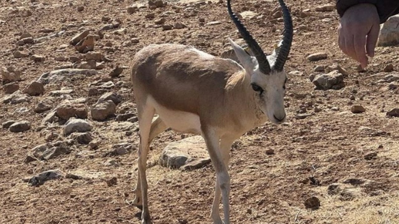Foto - Bu türleri ilk kez duymuş olabilirsiniz! Türkiye'nin en değerli 34 hayvanı belli oldu