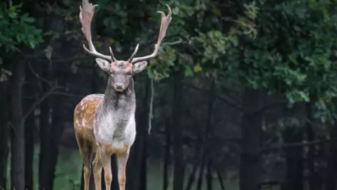 Foto - Bu türleri ilk kez duymuş olabilirsiniz! Türkiye'nin en değerli 34 hayvanı belli oldu