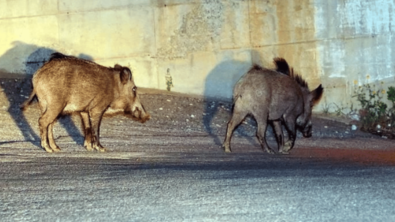 Foto - Bu türleri ilk kez duymuş olabilirsiniz! Türkiye'nin en değerli 34 hayvanı belli oldu