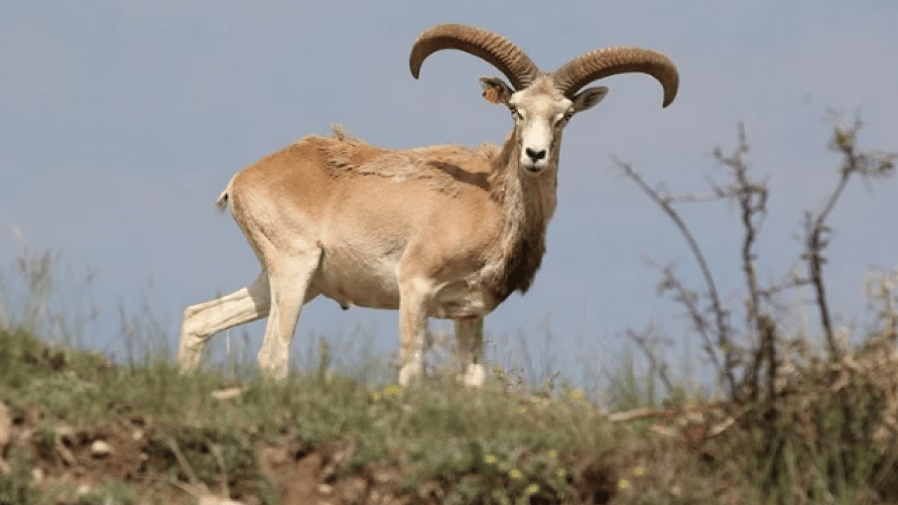 Foto - Bu türleri ilk kez duymuş olabilirsiniz! Türkiye'nin en değerli 34 hayvanı belli oldu