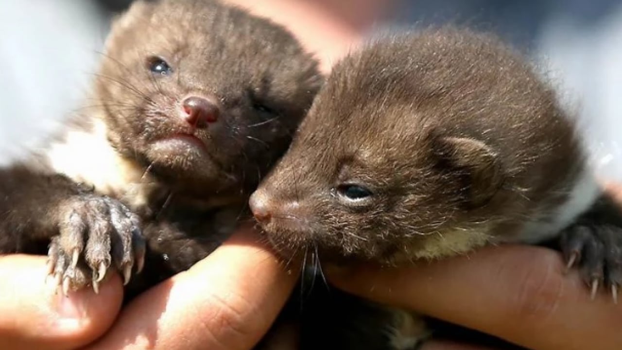 Foto - Bu türleri ilk kez duymuş olabilirsiniz! Türkiye'nin en değerli 34 hayvanı belli oldu