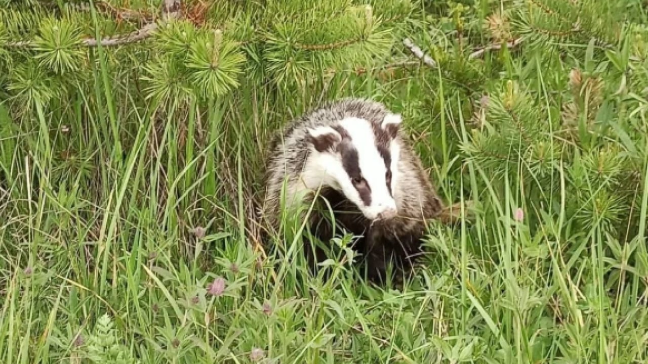 Foto - Bu türleri ilk kez duymuş olabilirsiniz! Türkiye'nin en değerli 34 hayvanı belli oldu