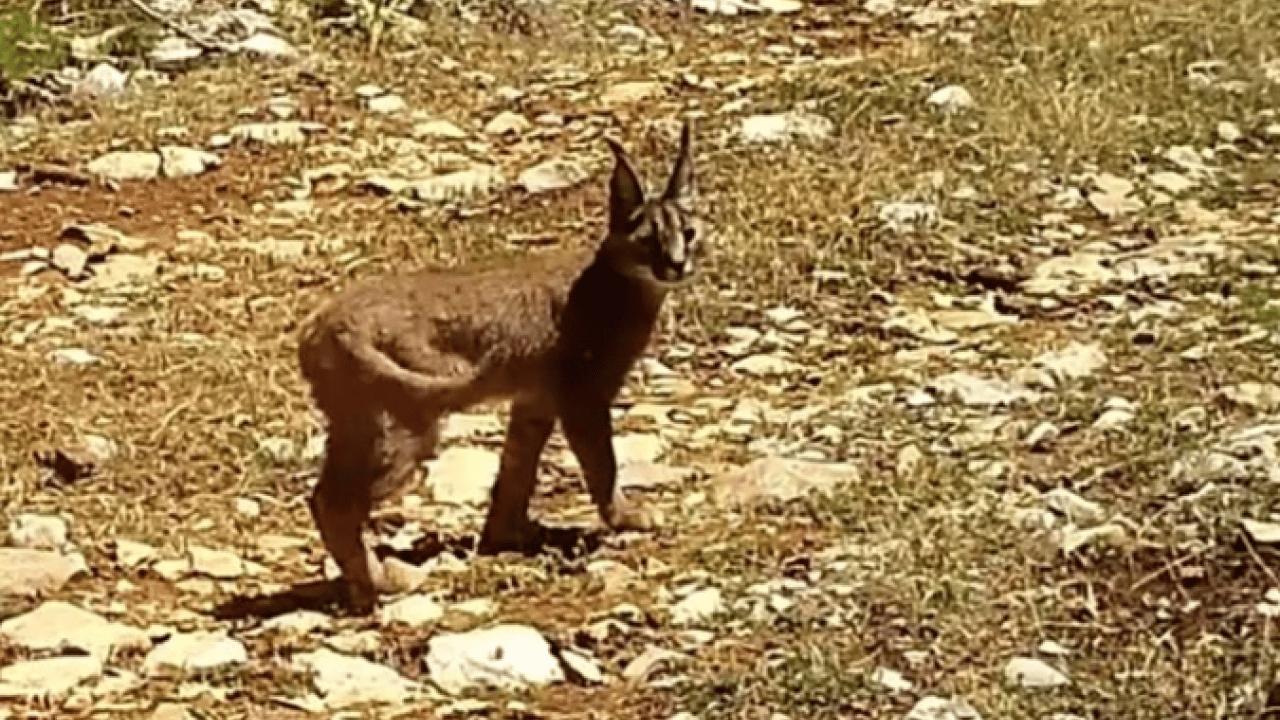 Foto - Bu türleri ilk kez duymuş olabilirsiniz! Türkiye'nin en değerli 34 hayvanı belli oldu