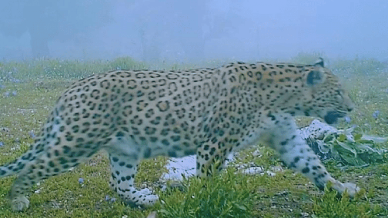 Foto - Bu türleri ilk kez duymuş olabilirsiniz! Türkiye'nin en değerli 34 hayvanı belli oldu