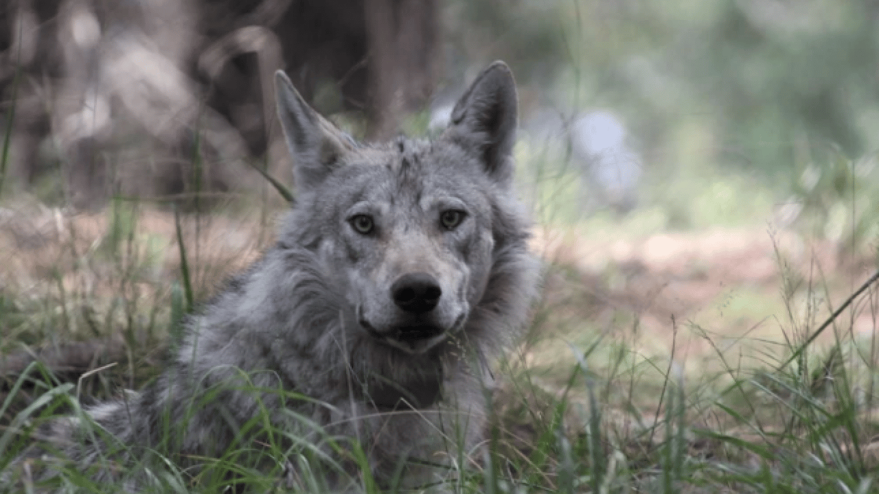 Foto - Bu türleri ilk kez duymuş olabilirsiniz! Türkiye'nin en değerli 34 hayvanı belli oldu