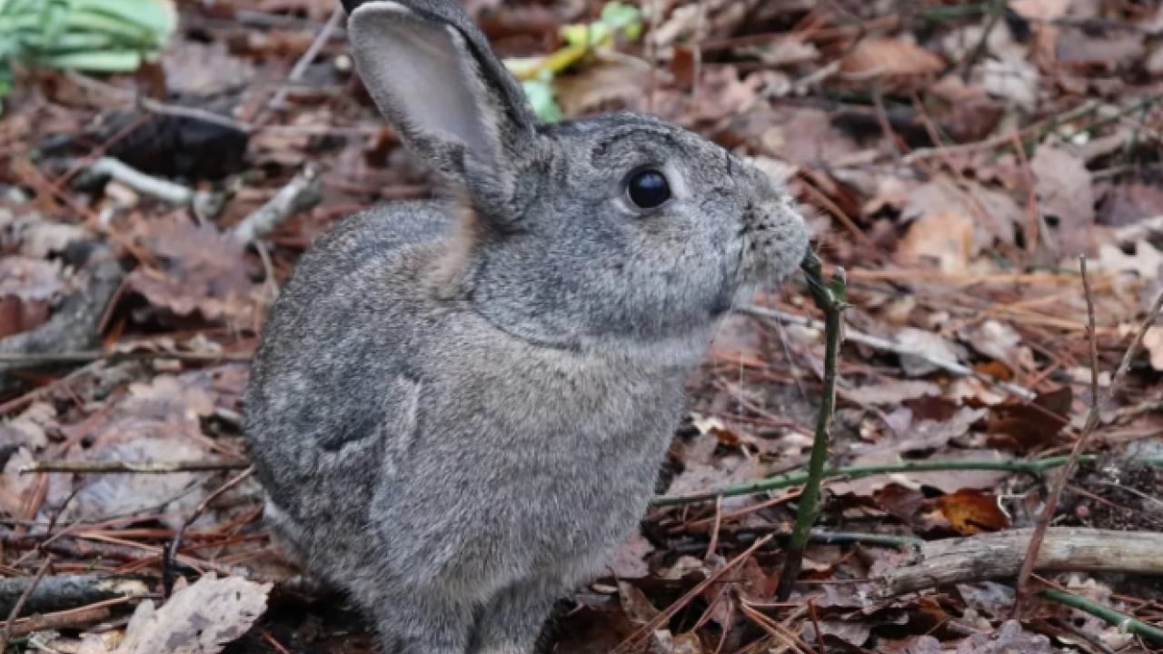 Foto - Bu türleri ilk kez duymuş olabilirsiniz! Türkiye'nin en değerli 34 hayvanı belli oldu