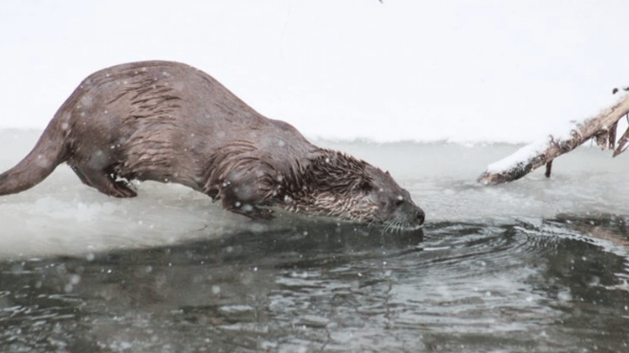 Foto - Bu türleri ilk kez duymuş olabilirsiniz! Türkiye'nin en değerli 34 hayvanı belli oldu