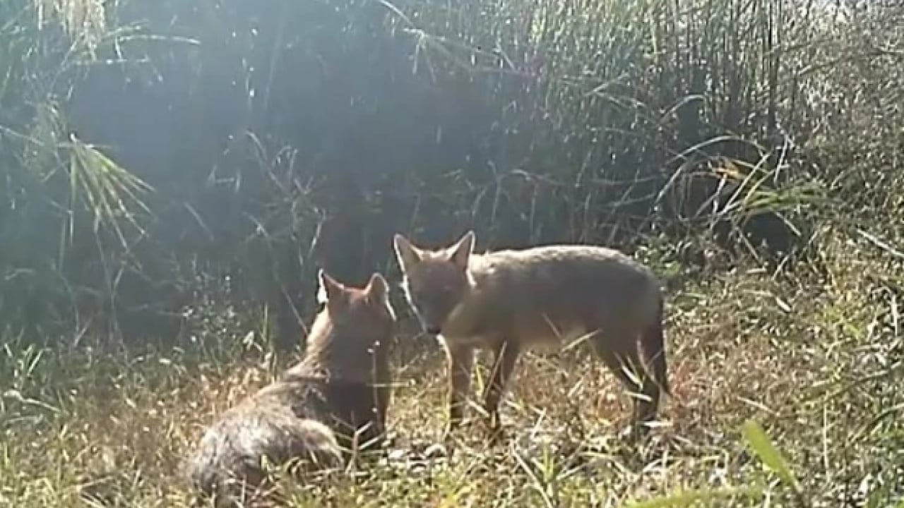 Foto - Bu türleri ilk kez duymuş olabilirsiniz! Türkiye'nin en değerli 34 hayvanı belli oldu