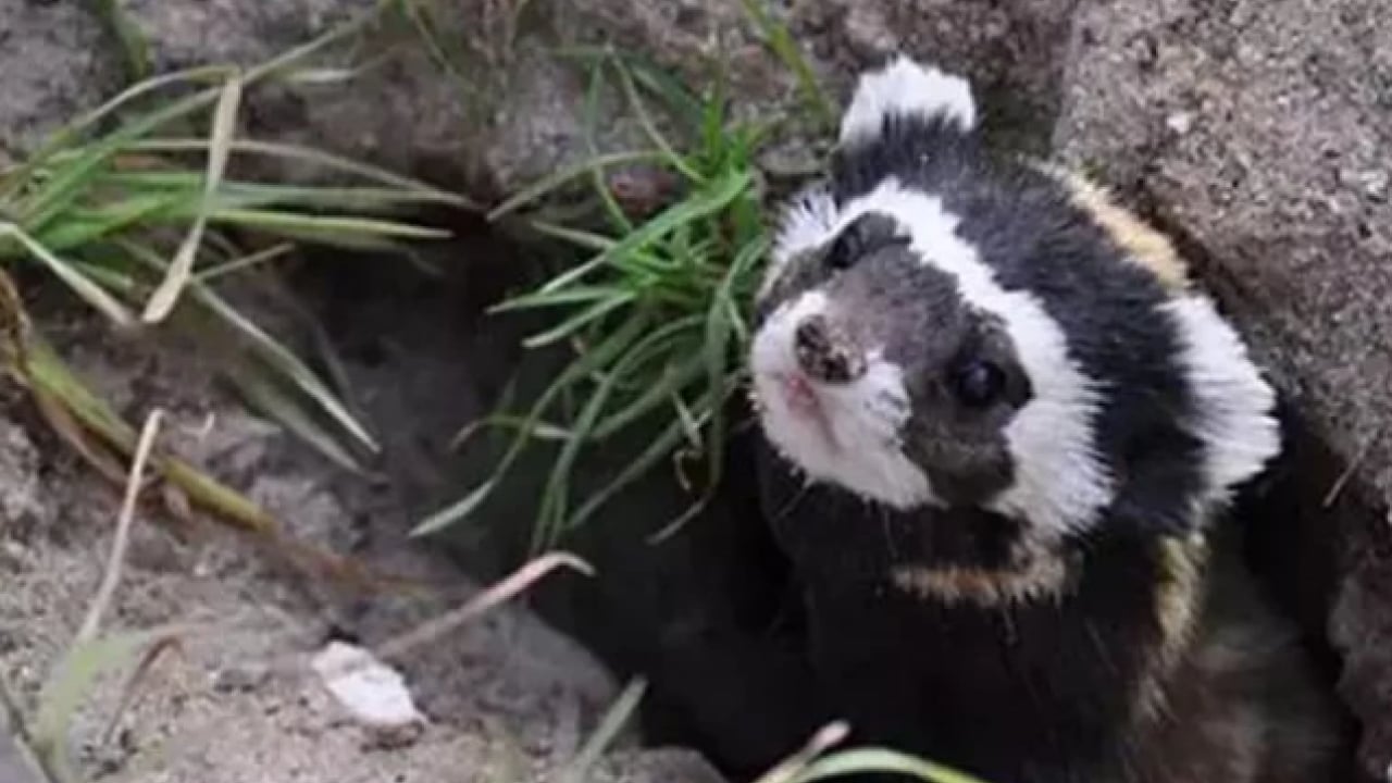 Foto - Bu türleri ilk kez duymuş olabilirsiniz! Türkiye'nin en değerli 34 hayvanı belli oldu