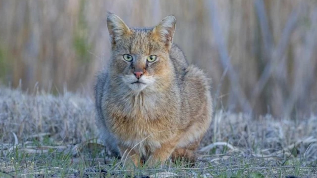 Foto - Bu türleri ilk kez duymuş olabilirsiniz! Türkiye'nin en değerli 34 hayvanı belli oldu