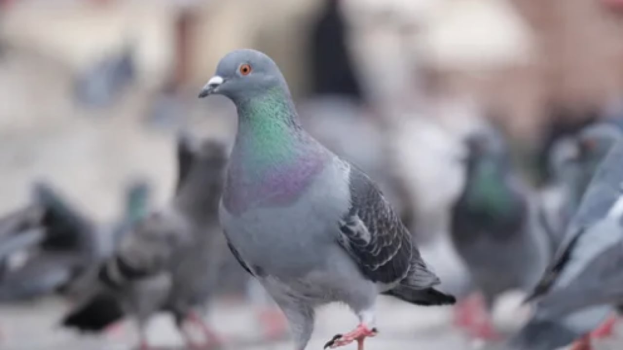 Foto - Bu uyarıya kulak mı verseniz: Bu yaz balkonlara alüminyum folyo bağlayın!