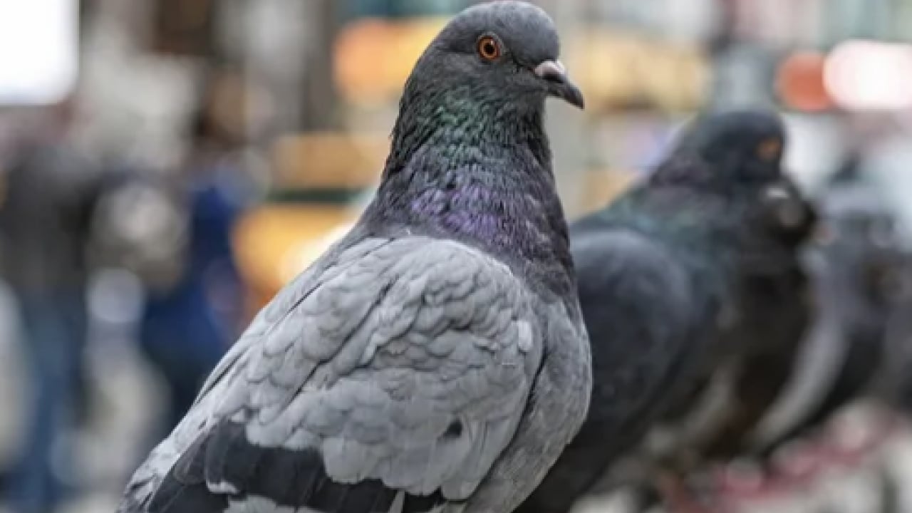 Foto - Bu uyarıya kulak mı verseniz: Bu yaz balkonlara alüminyum folyo bağlayın!