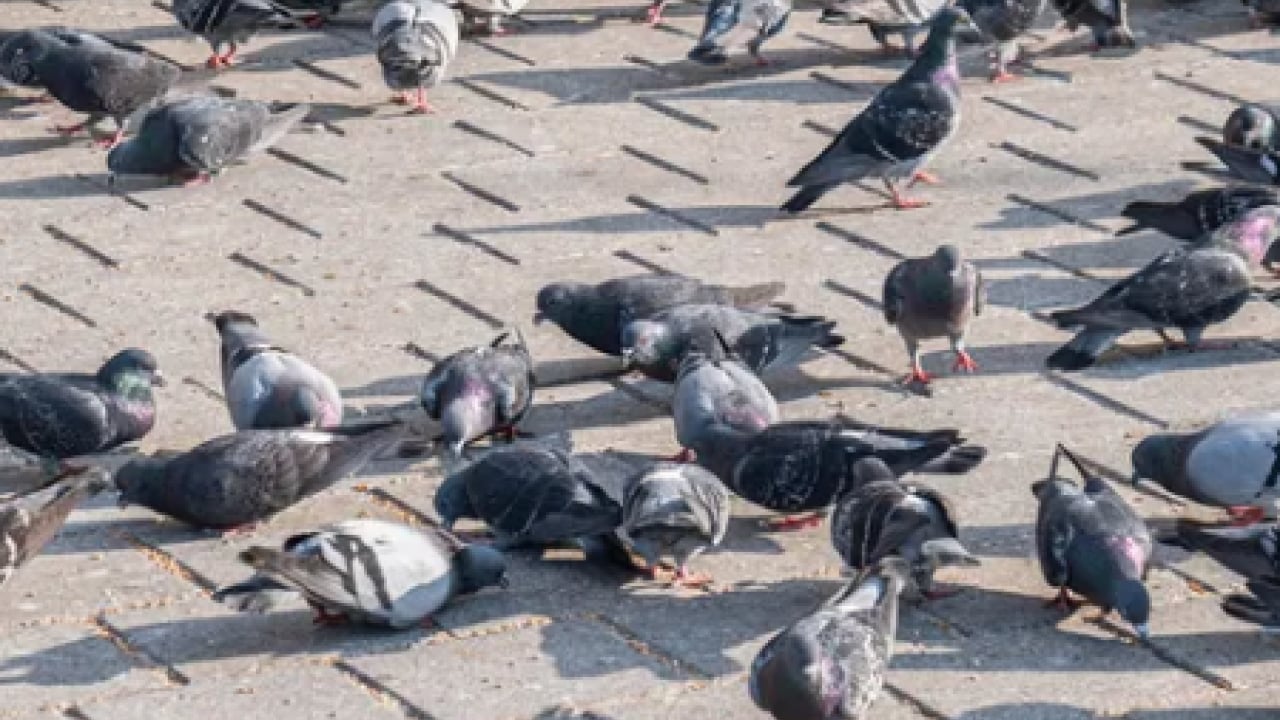 Foto - Bu uyarıya kulak mı verseniz: Bu yaz balkonlara alüminyum folyo bağlayın!