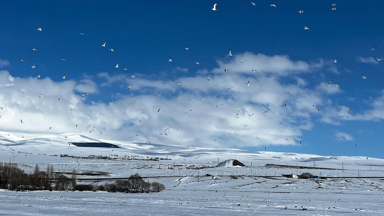 Foto - Bu yıl 15 gün erken geldiler! Çıldır Gölü’nde şaşırtan manzara