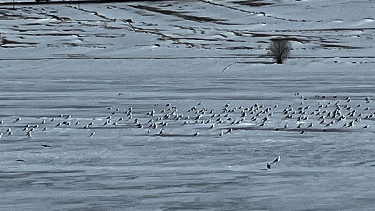 Foto - Bu yıl 15 gün erken geldiler! Çıldır Gölü’nde şaşırtan manzara