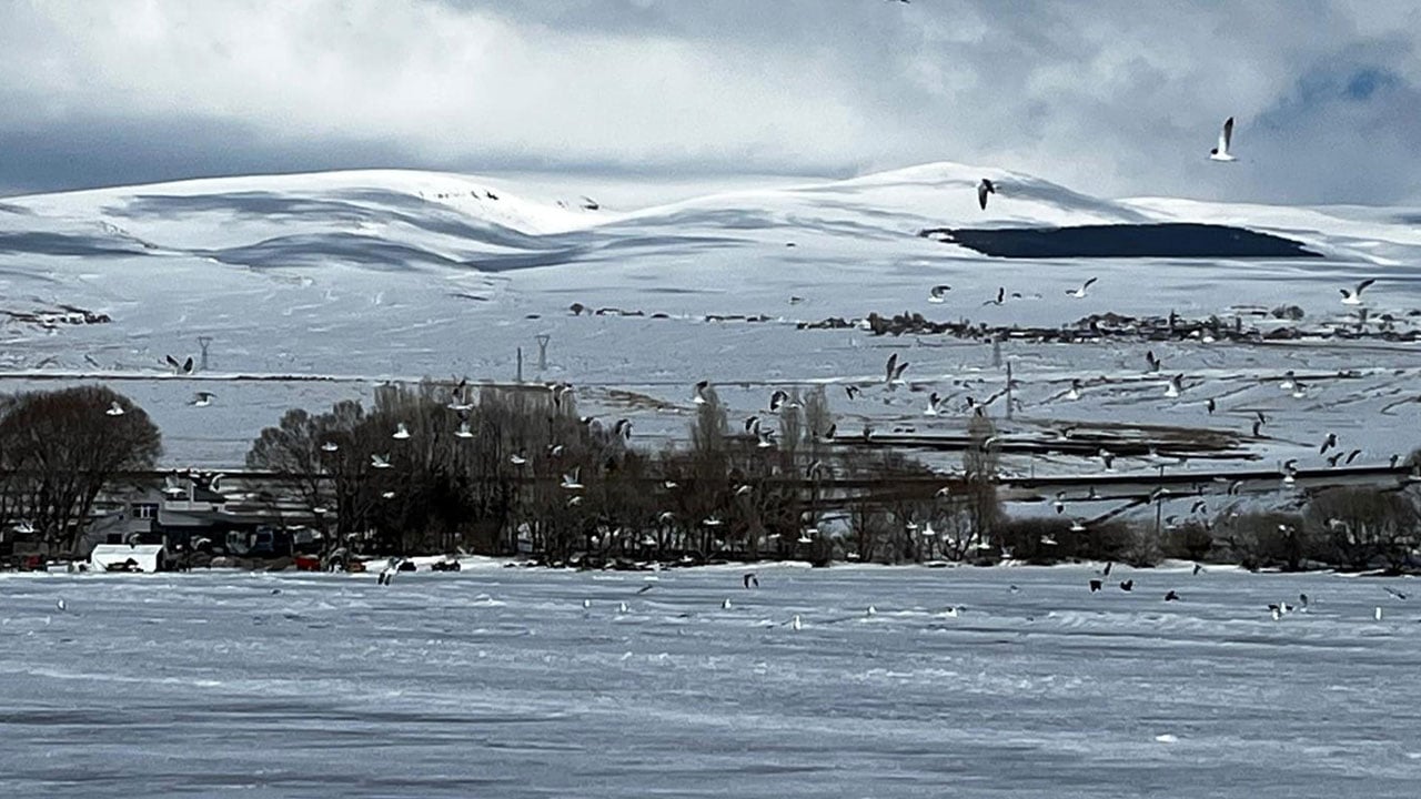 Foto - Bu yıl 15 gün erken geldiler! Çıldır Gölü’nde şaşırtan manzara