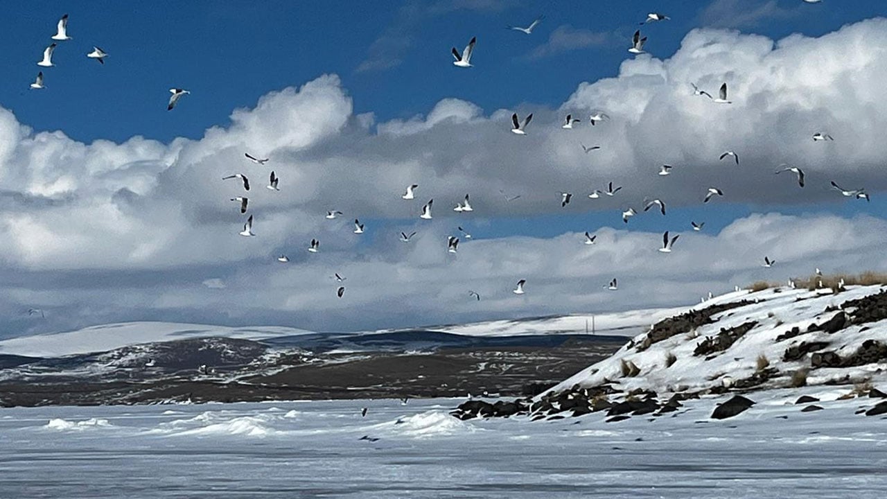 Bu yıl 15 gün erken geldiler! Çıldır Gölü’nde şaşırtan manzara