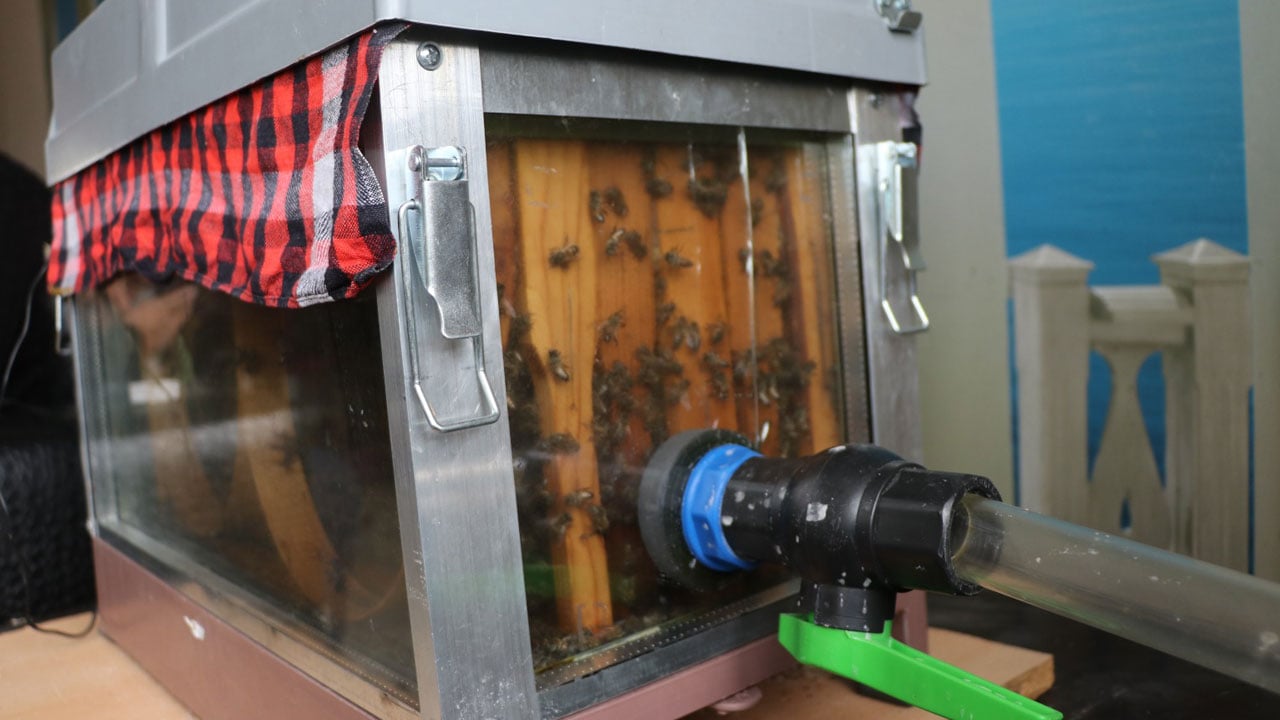 Foto - Bu yöntemle dünyaya açıldı! Daha önce kimse böyle arıcılık görmedi