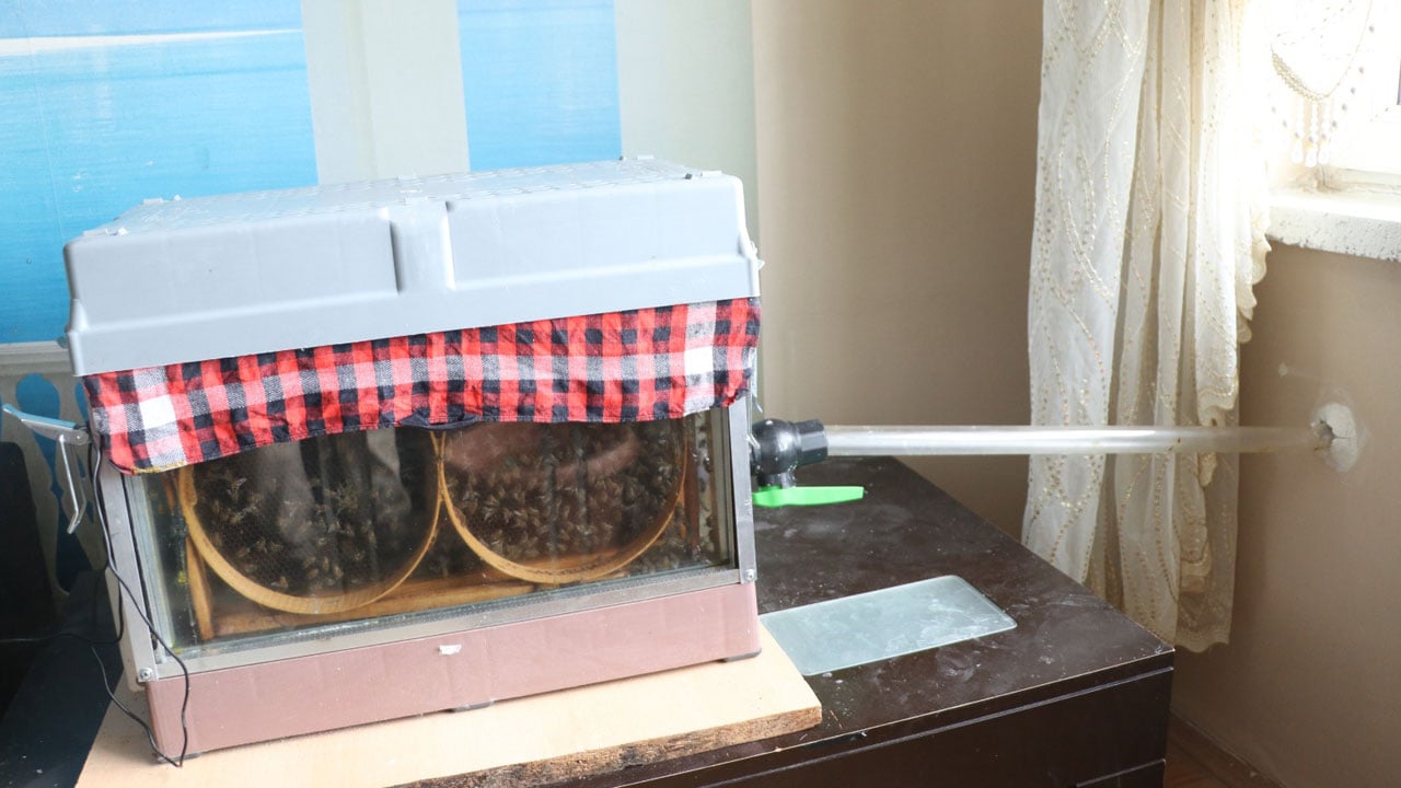 Foto - Bu yöntemle dünyaya açıldı! Daha önce kimse böyle arıcılık görmedi