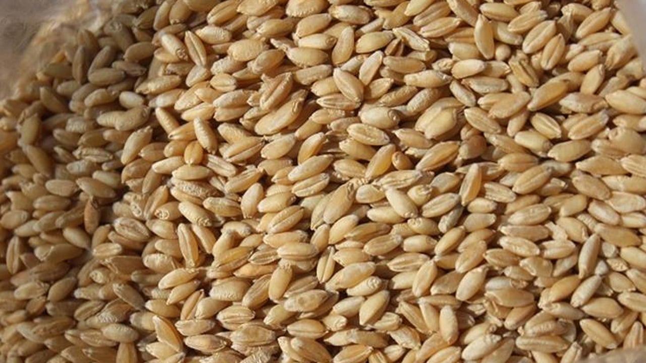 Foto - Buğday ve arpa aynı şey mi? Arpanın faydaları nelerdir, neye iyi gidiyor? Sipariş patlaması yaşanıyor