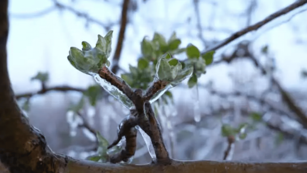 Foto - Bulduğu çözüm şaşırttı: 4 binini birden dondurdu!