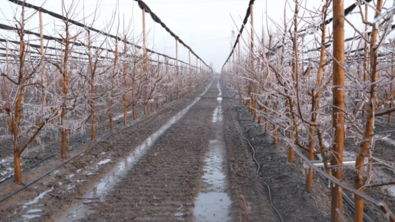 Bulduğu çözüm şaşırttı: 4 binini birden dondurdu!