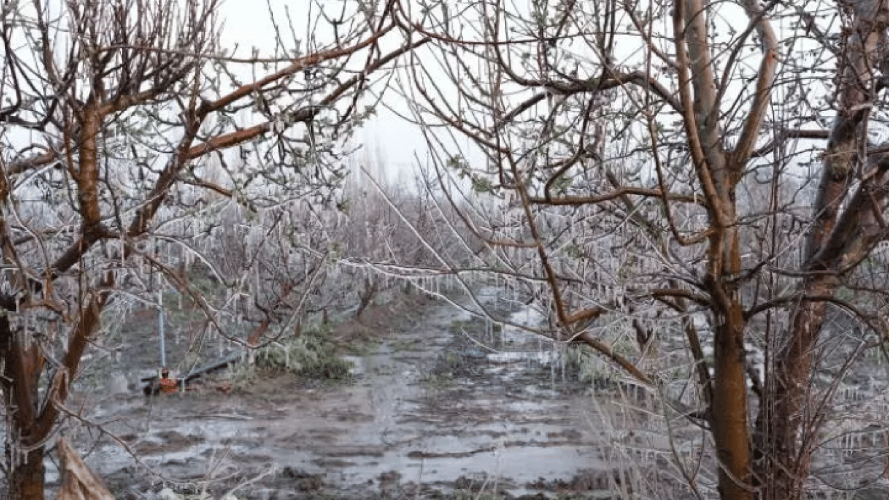Foto - Bulduğu çözüm şaşırttı: 4 binini birden dondurdu!