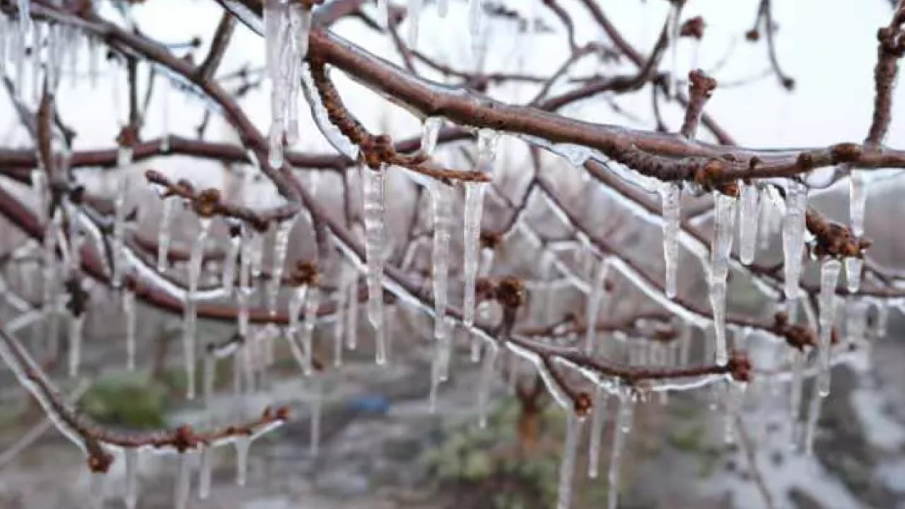 Foto - Bulduğu çözüm şaşırttı: 4 binini birden dondurdu!