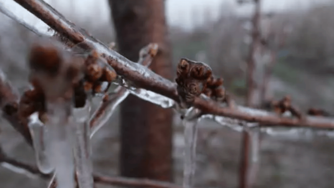 Foto - Bulduğu çözüm şaşırttı: 4 binini birden dondurdu!