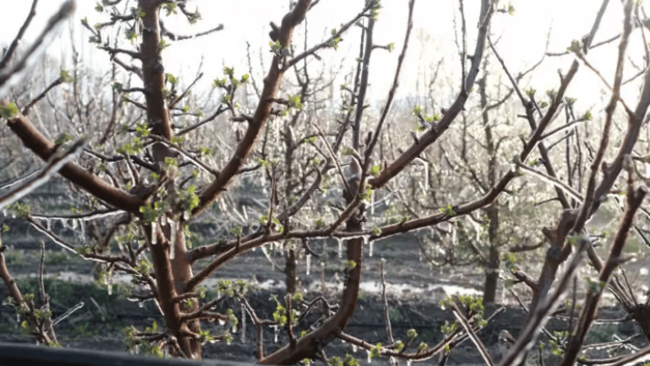 Foto - Bulduğu çözüm şaşırttı: 4 binini birden dondurdu!