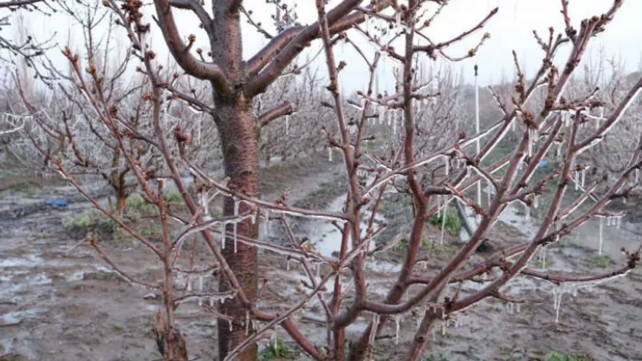 Foto - Bulduğu çözüm şaşırttı: 4 binini birden dondurdu!