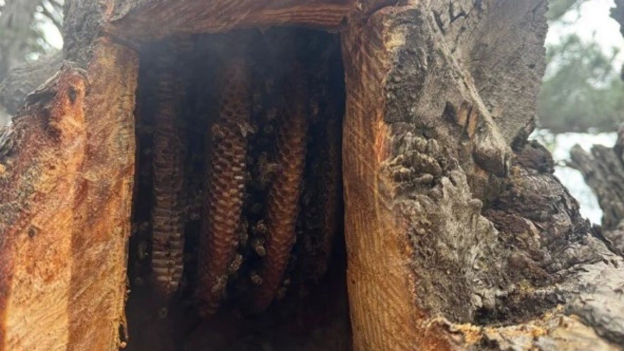 Foto - Bulmak için dağ taş geziyor! Kilosunun fiyatı dudak uçuklatıyor