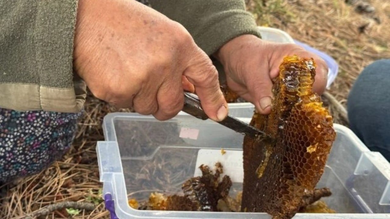 Bulmak için dağ taş geziyor! Kilosunun fiyatı dudak uçuklatıyor