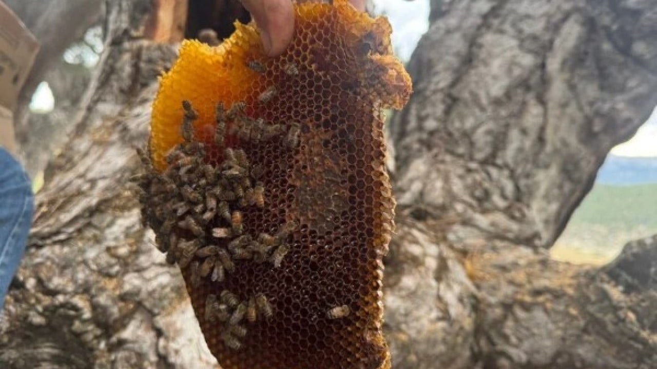 Foto - Bulmak için dağ taş geziyor! Kilosunun fiyatı dudak uçuklatıyor