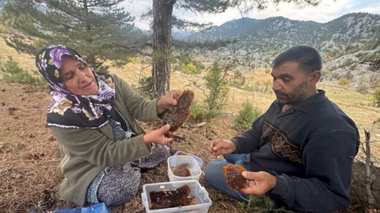 Foto - Bulmak için dağ taş geziyor! Kilosunun fiyatı dudak uçuklatıyor