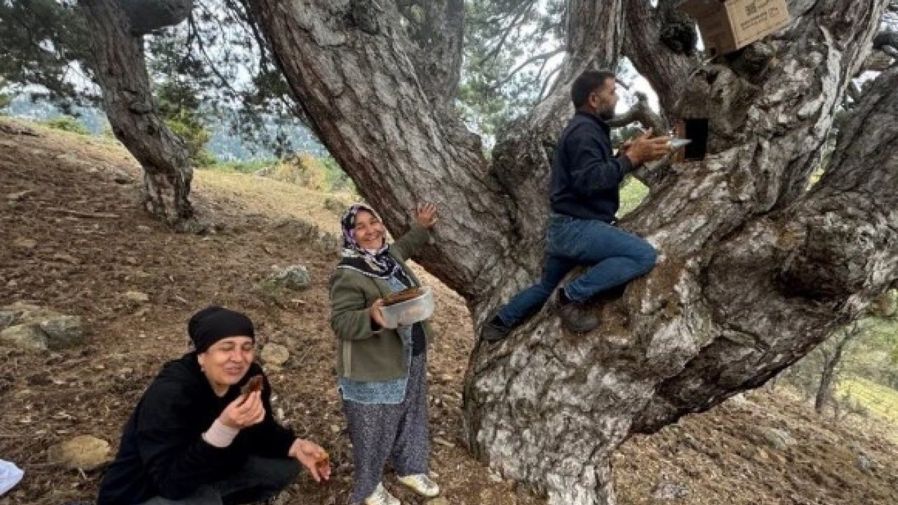 Foto - Bulmak için dağ taş geziyor! Kilosunun fiyatı dudak uçuklatıyor