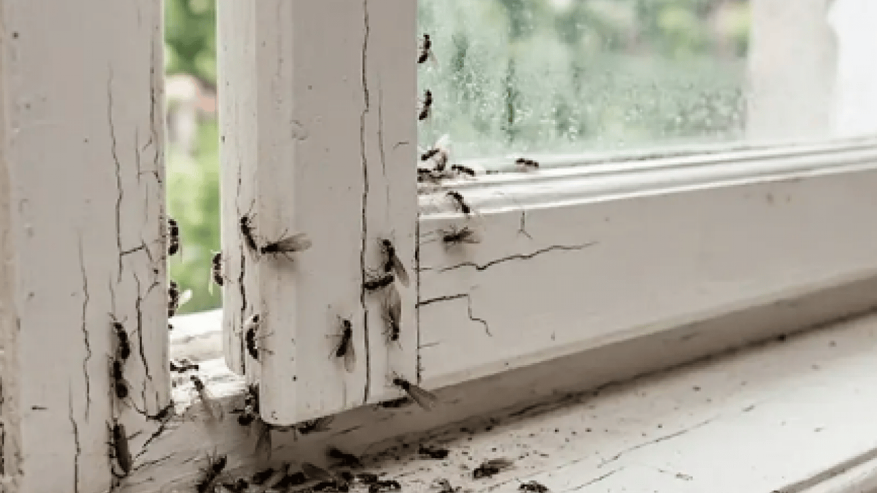 Buluşma noktası olabilir mi? Uçan karıncaların eve gelme sebebi belli oldu! Pes dedirten sebepler