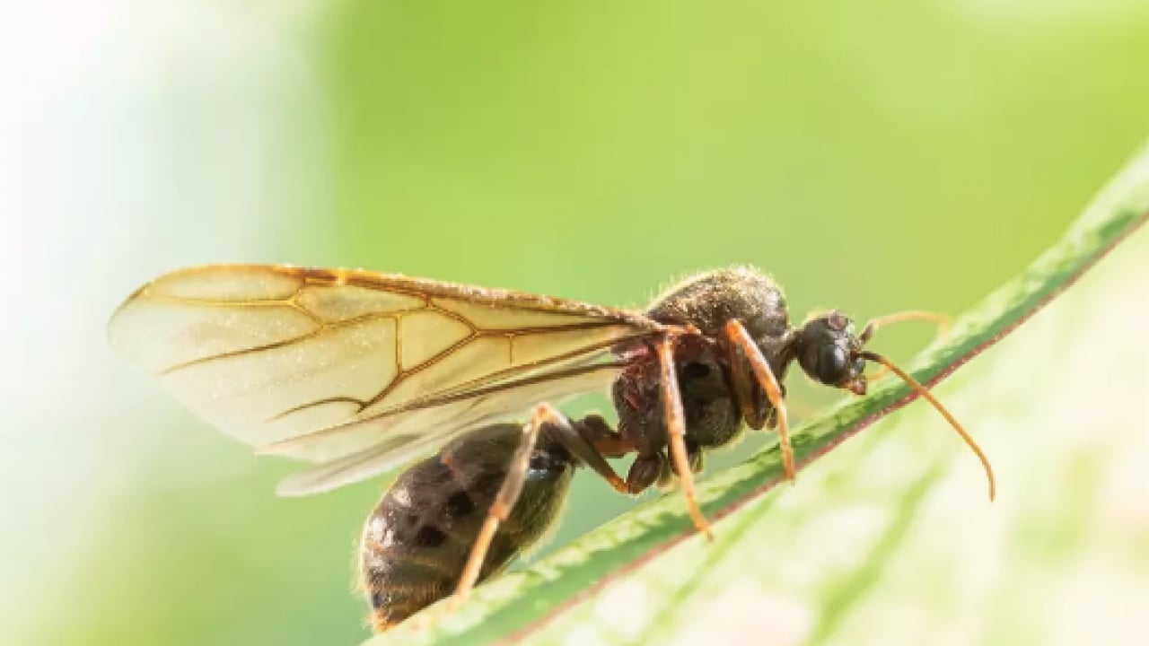Foto - Buluşma noktası olabilir mi? Uçan karıncaların eve gelme sebebi belli oldu! Pes dedirten sebepler