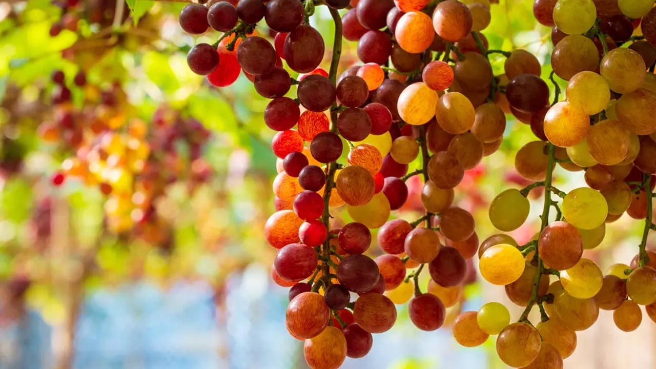Foto - Buna dikkat 10 takviye gücünde: 1 kaşığı bile demir depolarını doldurmaya yetiyor! Öneriye kulak verin! 