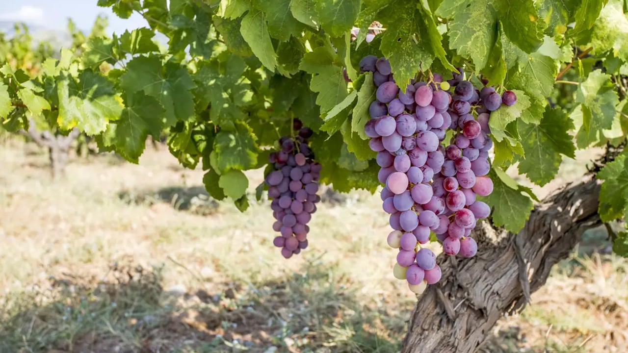 Buna dikkat 10 takviye gücünde: 1 kaşığı bile demir depolarını doldurmaya yetiyor! Öneriye kulak verin! 