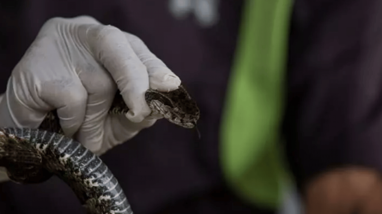 Foto - Bu işi yapmak için para alıyorlar: İşte Türkiye'nin en ilginç meslekleri...