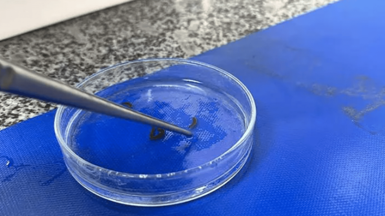 Foto - Bu işi yapmak için para alıyorlar: İşte Türkiye'nin en ilginç meslekleri...