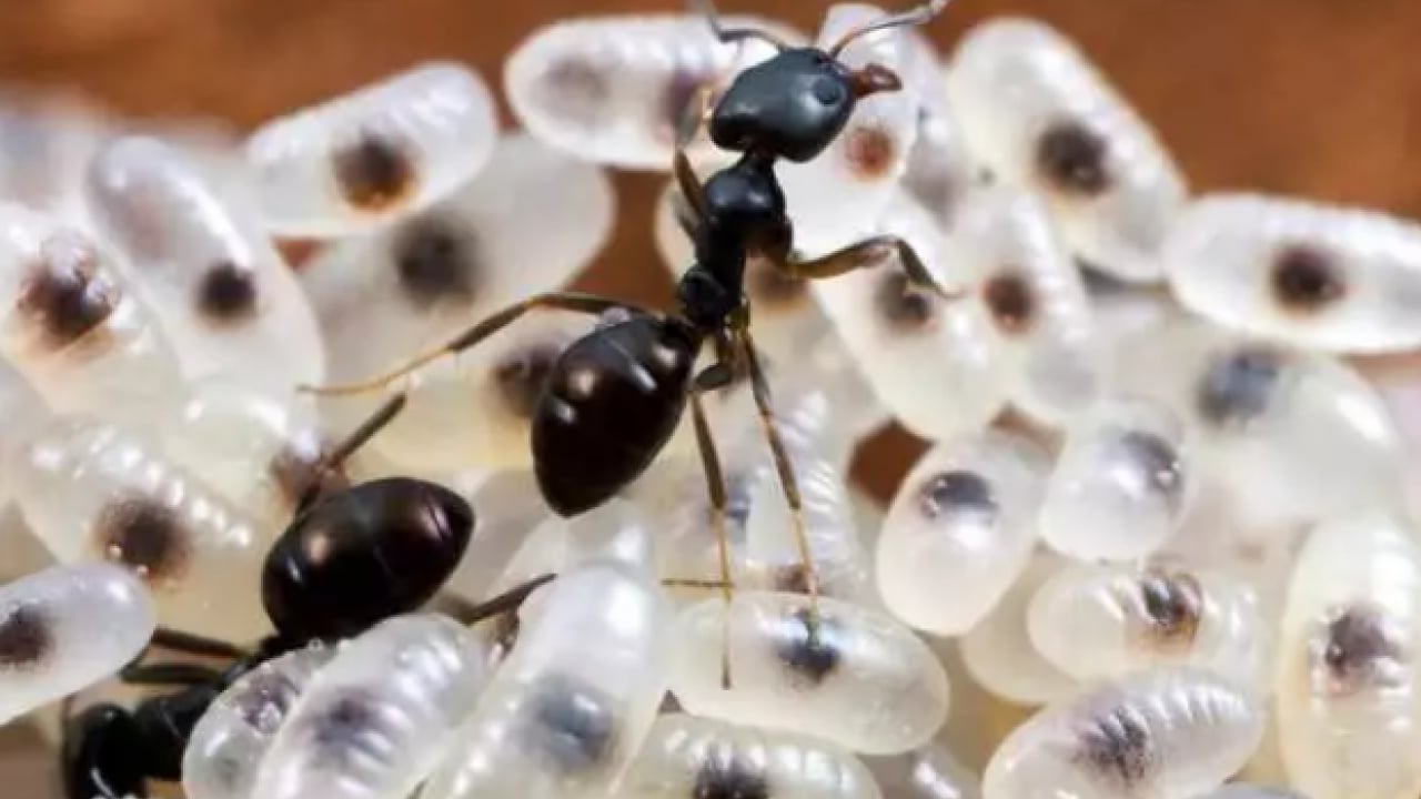 Foto - Bu işi yapmak için para alıyorlar: İşte Türkiye'nin en ilginç meslekleri...